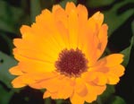 Calendula offizinalis, Ringelblume, © DHU Karlsruhe