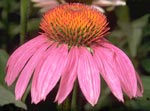 Echinacea purpurea, roter Sonnenhut, © DHU Karlsruhe Echinacea purpurea, roter Sonnenhut, © DHU Karlsruhe