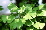 Gingko biloba, © Homöop. Labor Gudjons