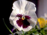 Viola tricolor, Stiefm&uuml;tterchen