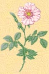 Wild Rose, Heckenrose Wild Rose, Heckenrose